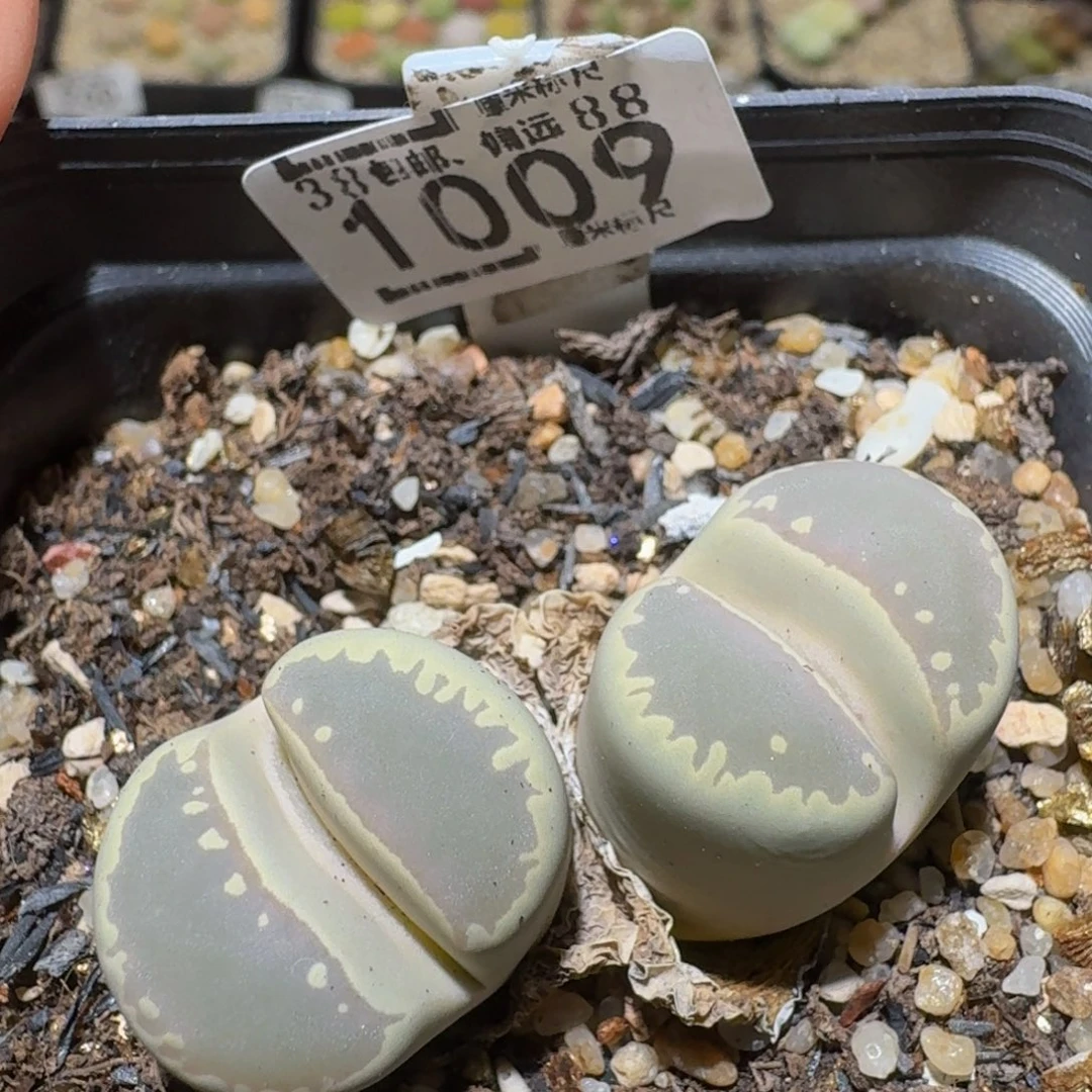 Sssss精品生石花1009大窗