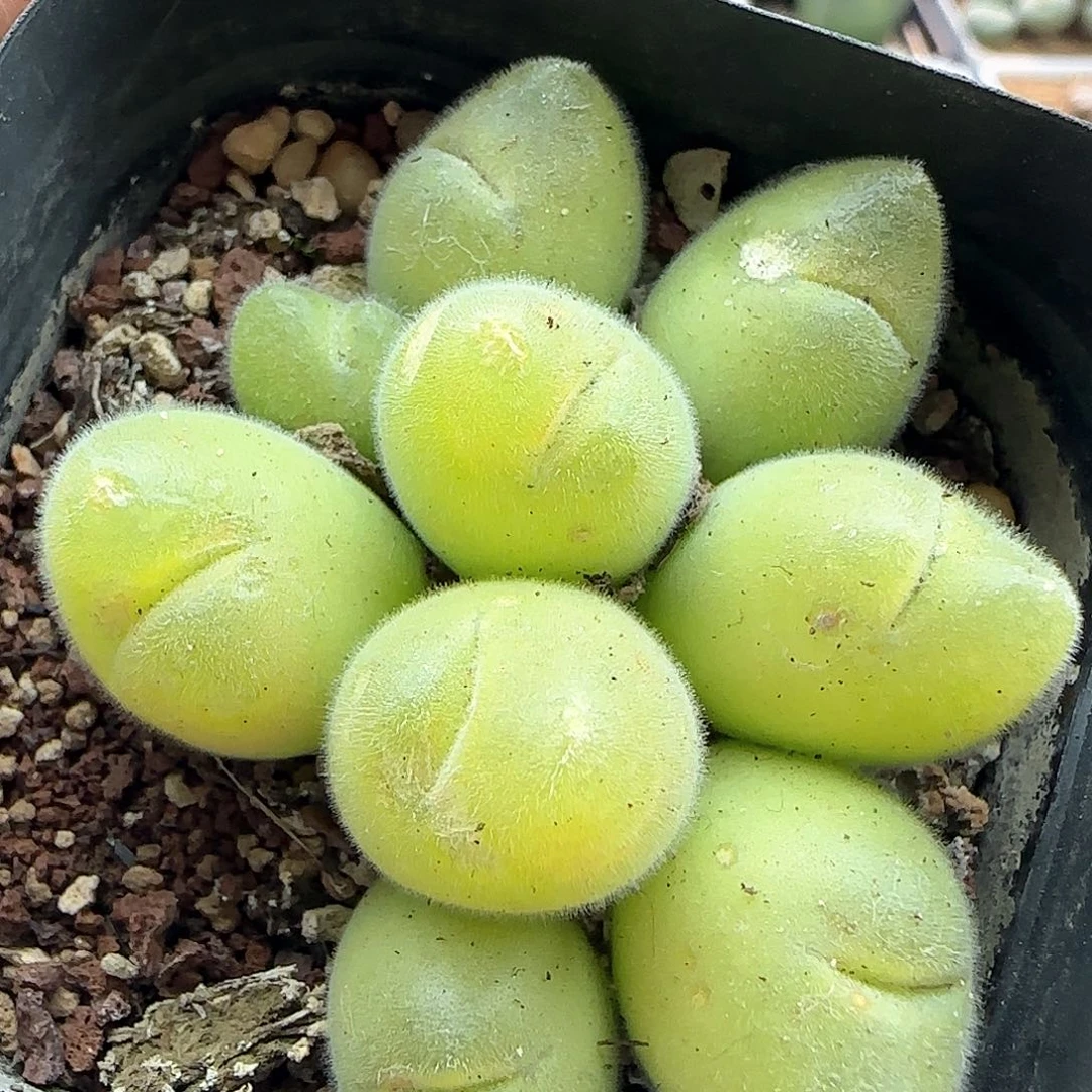 脱土年后发货23751