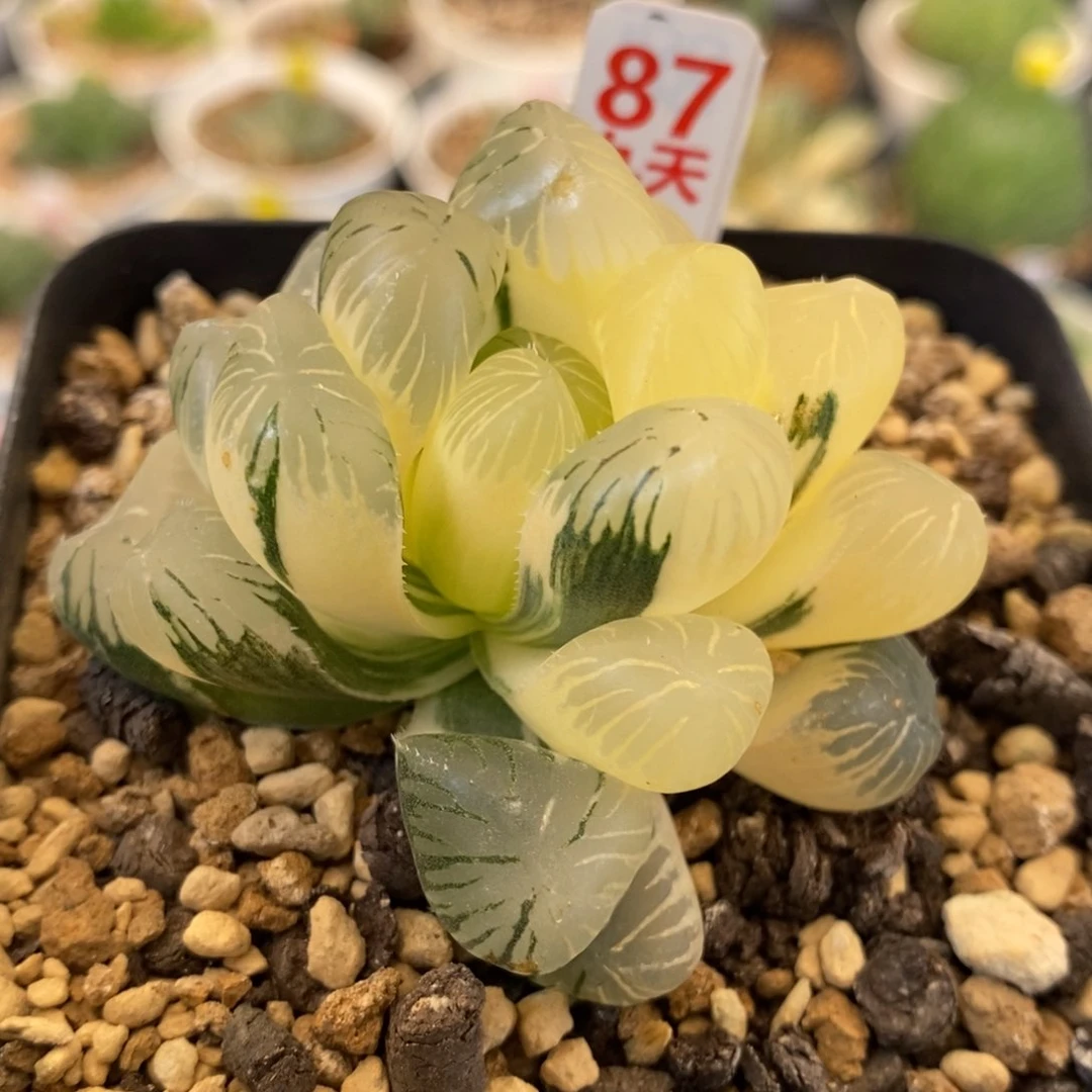 87号实生玉露锦带盆