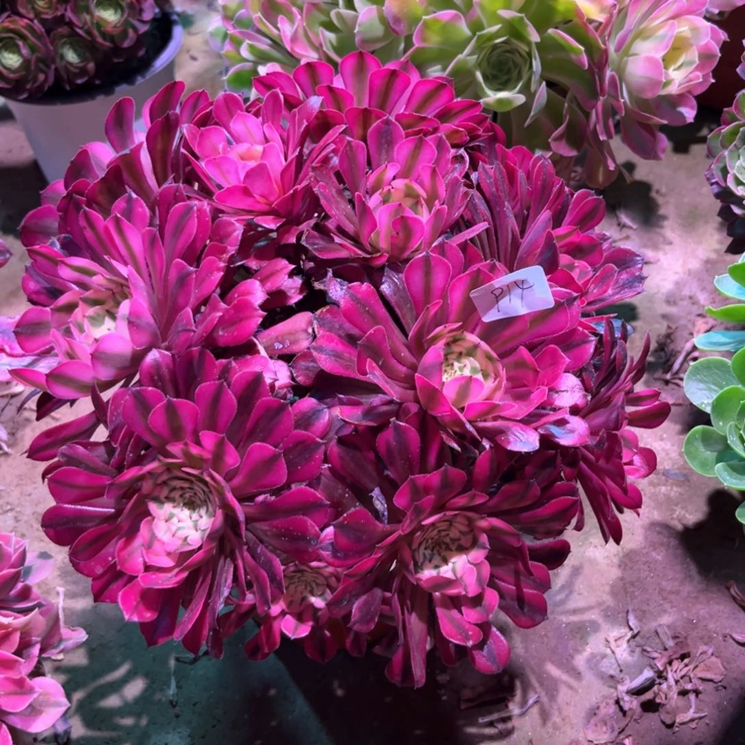 多肉植物红铜白914