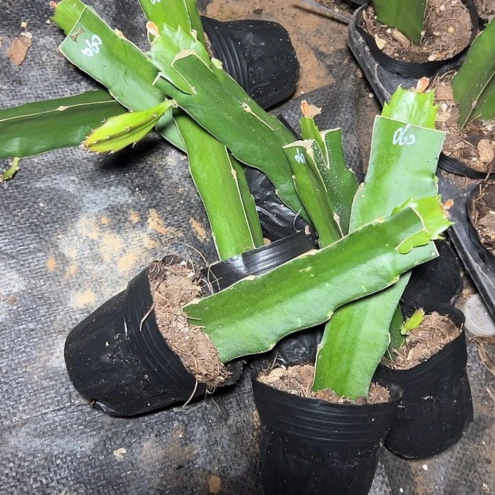 060嫁接单片小破苗一颗13.8