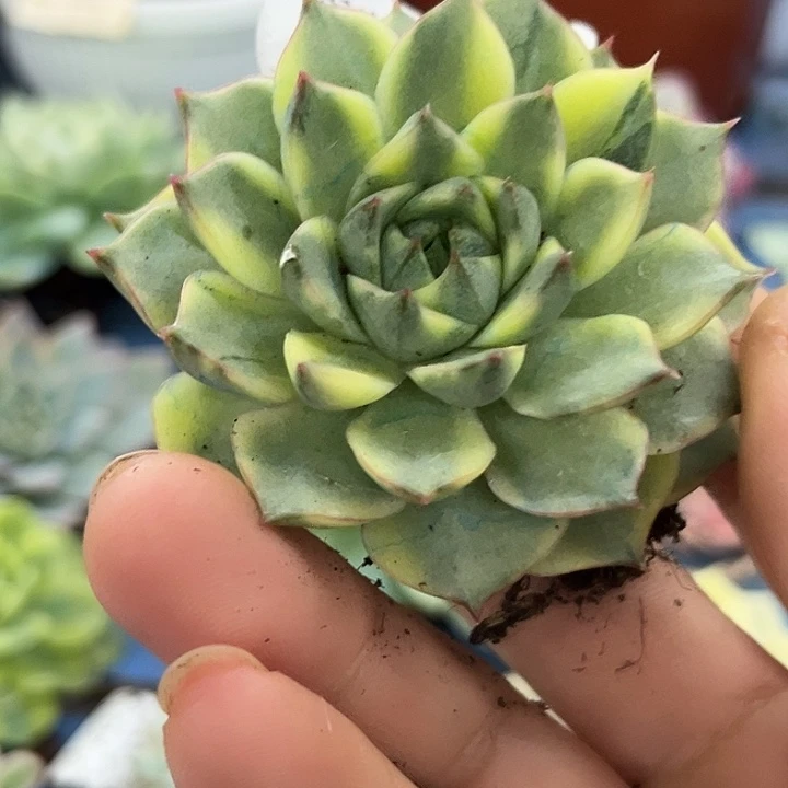 669法比奥拉腹轮锦炸多肉植物