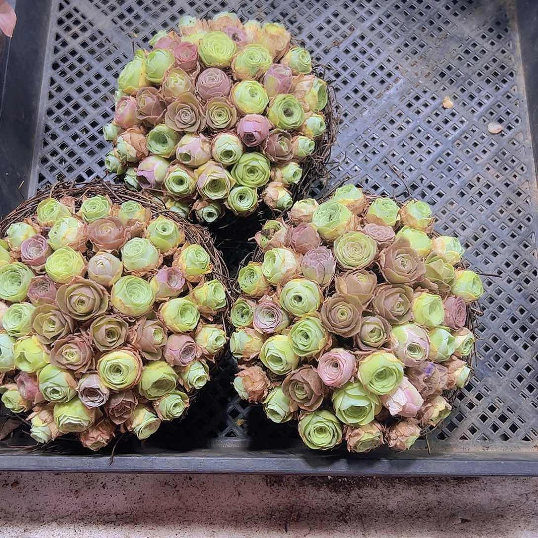 小苗组合50个6个帕9个粉1到2厘米