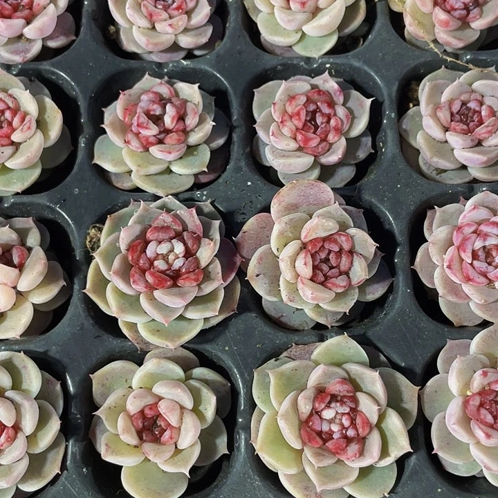 小天鹅绒1元带土发