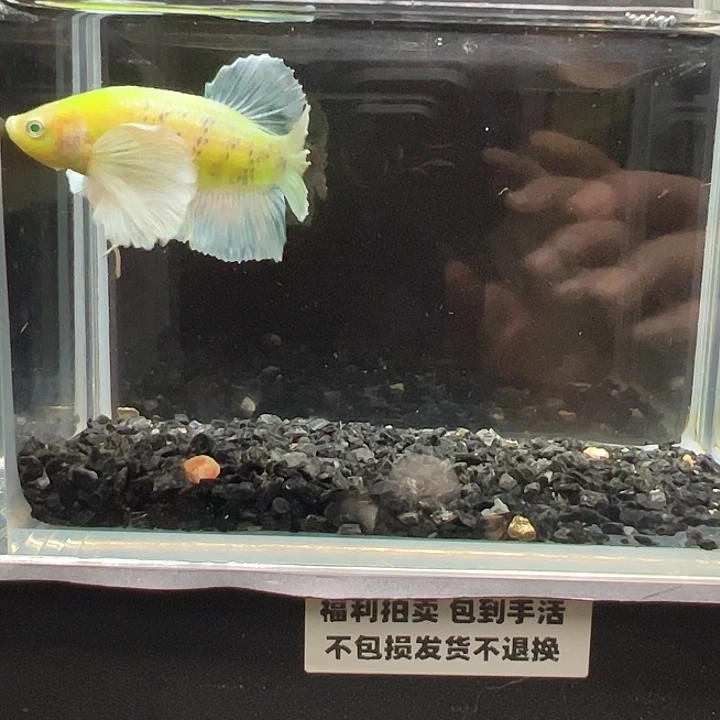 斗鱼跑单拉黑14日47