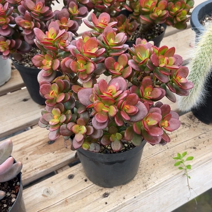 季红花月多肉植物0116