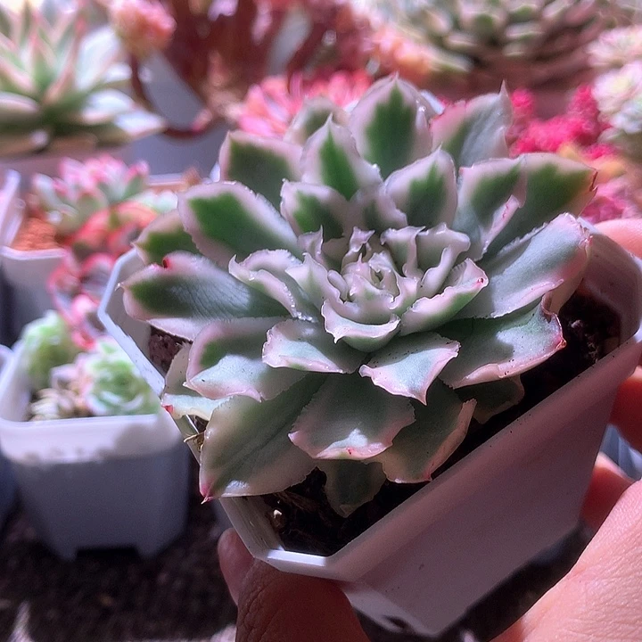 紫蝴蝶覆轮锦有根