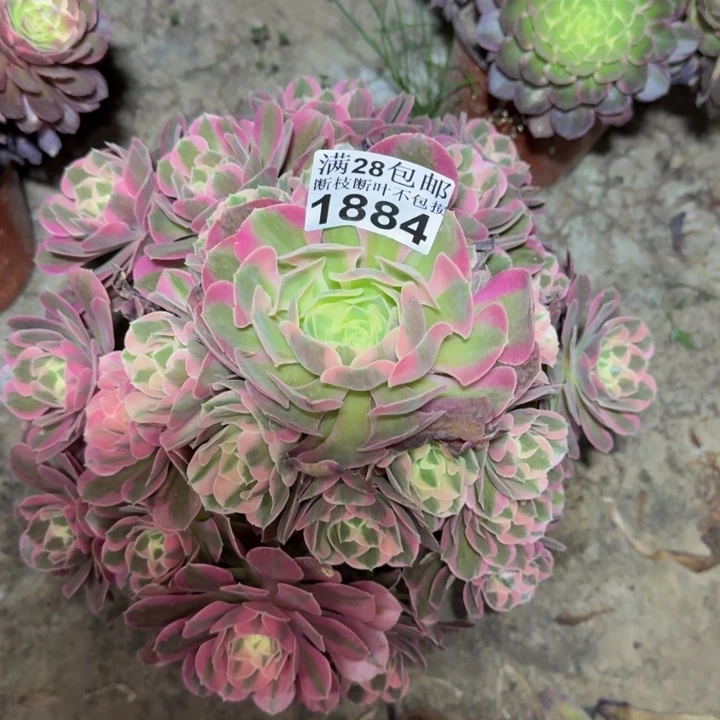 1884女郎多肉植物