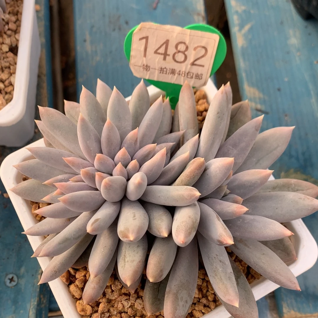 彩体哥特萝莉缀化1482