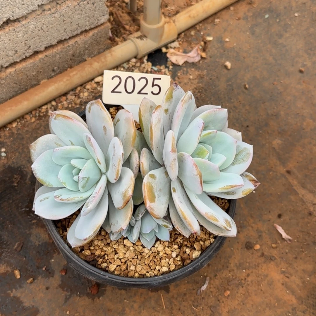 双头奶茶。 小头掉了不售后。  2025号。