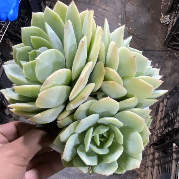 恋曲多头群生多肉脱土发货