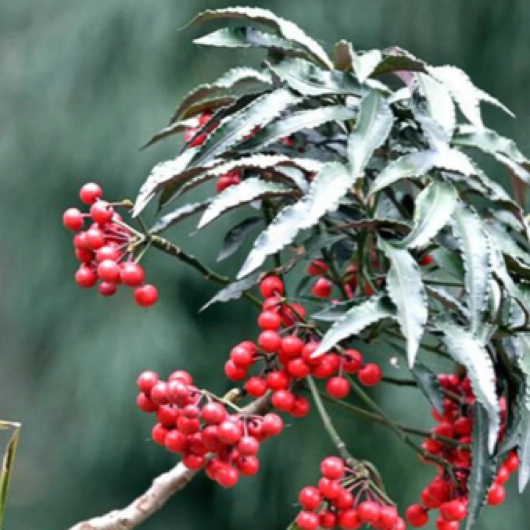 东南亚特产（花-果油）菇