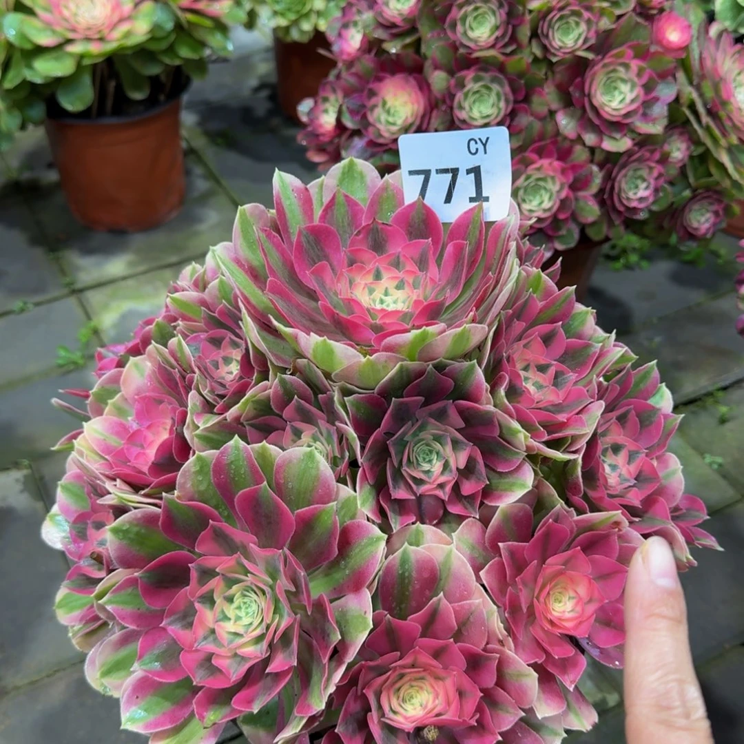 多肉植物771粉女巫