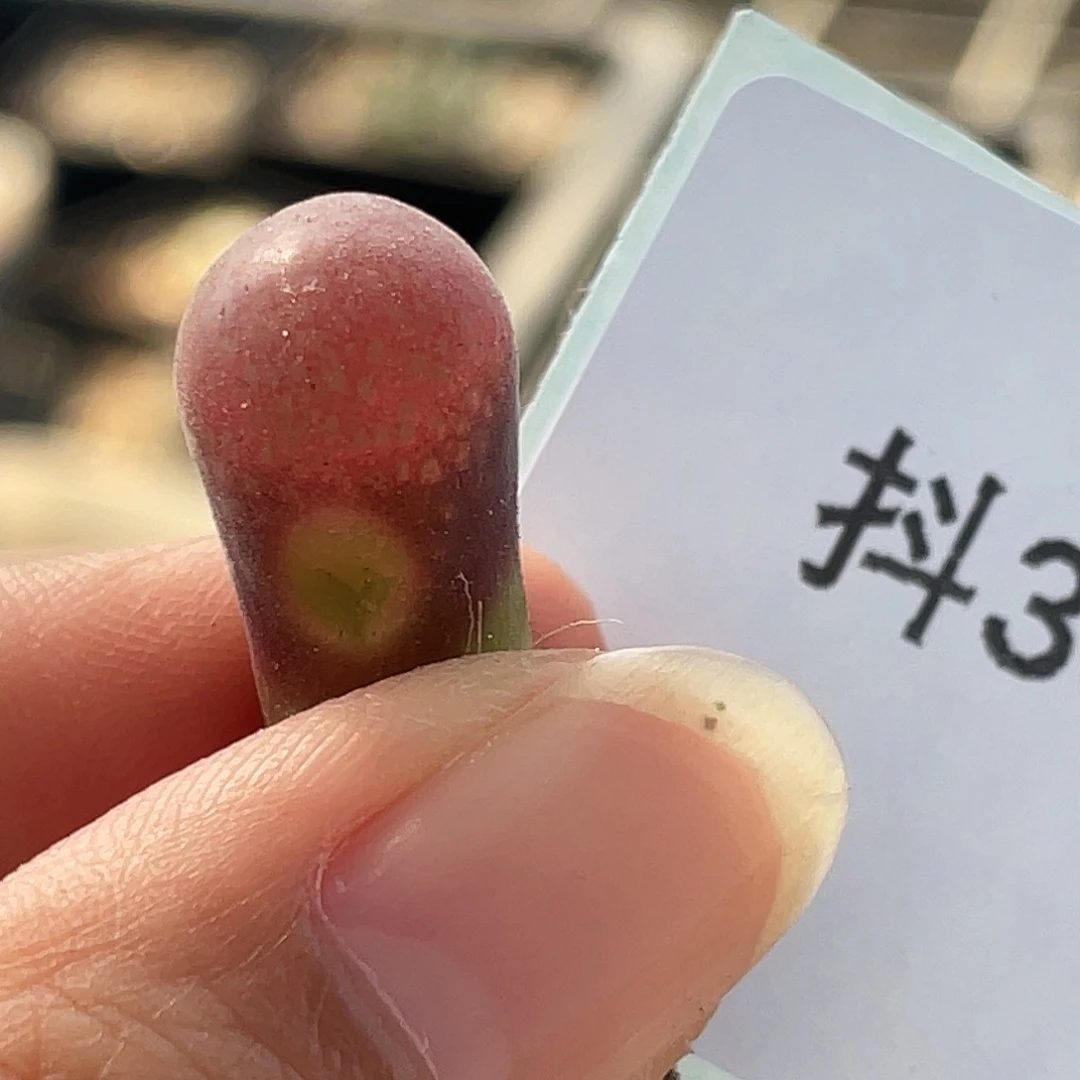 30-84风铃多肉植物