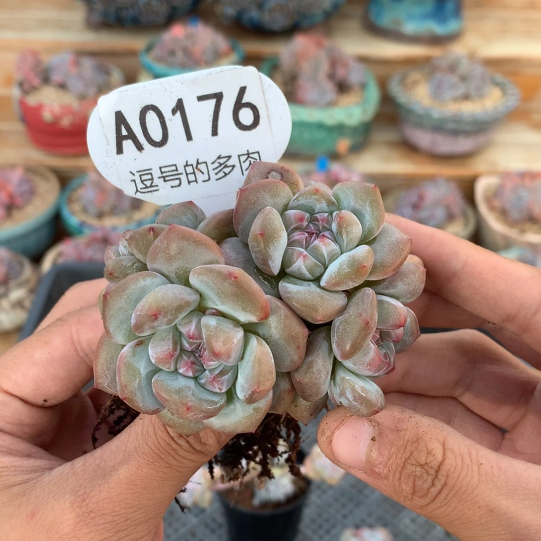 A0176 突尼斯小树 有砍 8cm