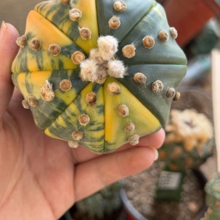 海星兜锦仙人球2056号9.5