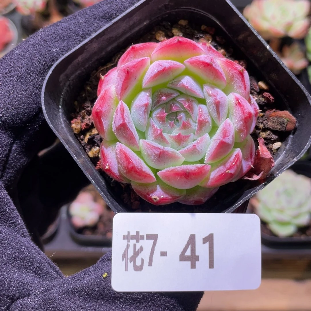 花利美7-41新品单头