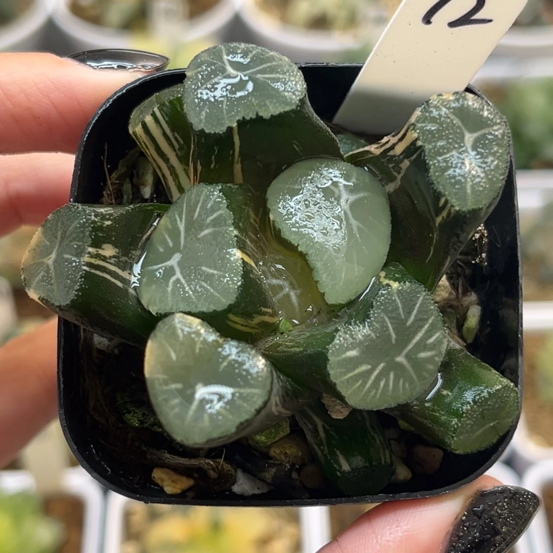 12玉龙万象锦福利专场