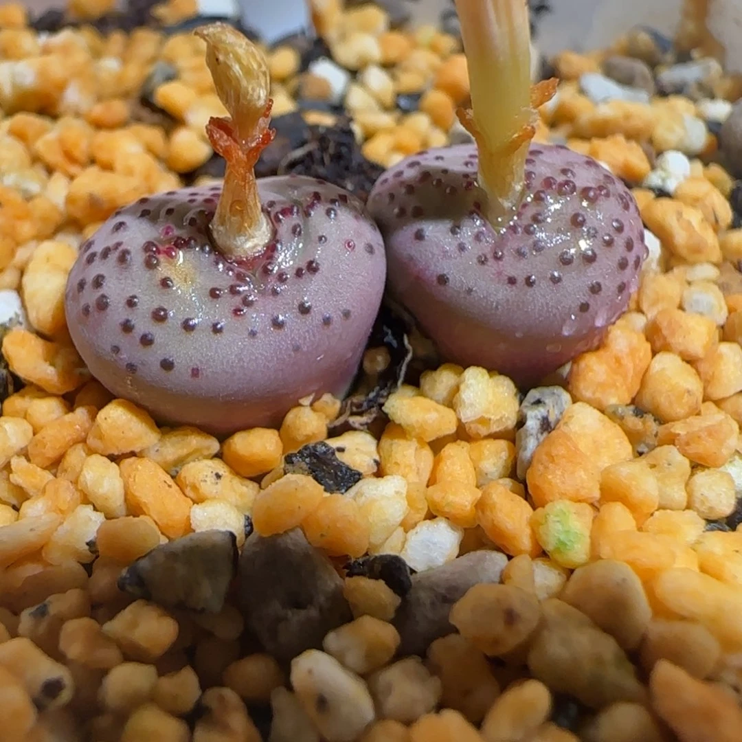 肉锥多肉植物组合-火龙果安贞1342