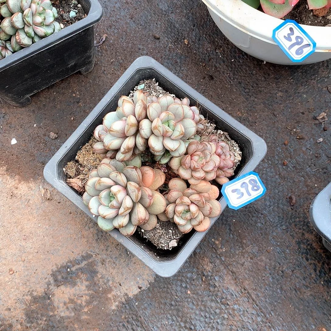398葡萄 一物一拍多肉