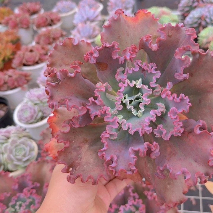 女王花笠大单头老桩