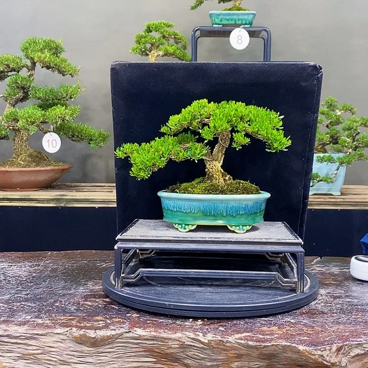 无花朵M黄杨黄杨盆景四季常青