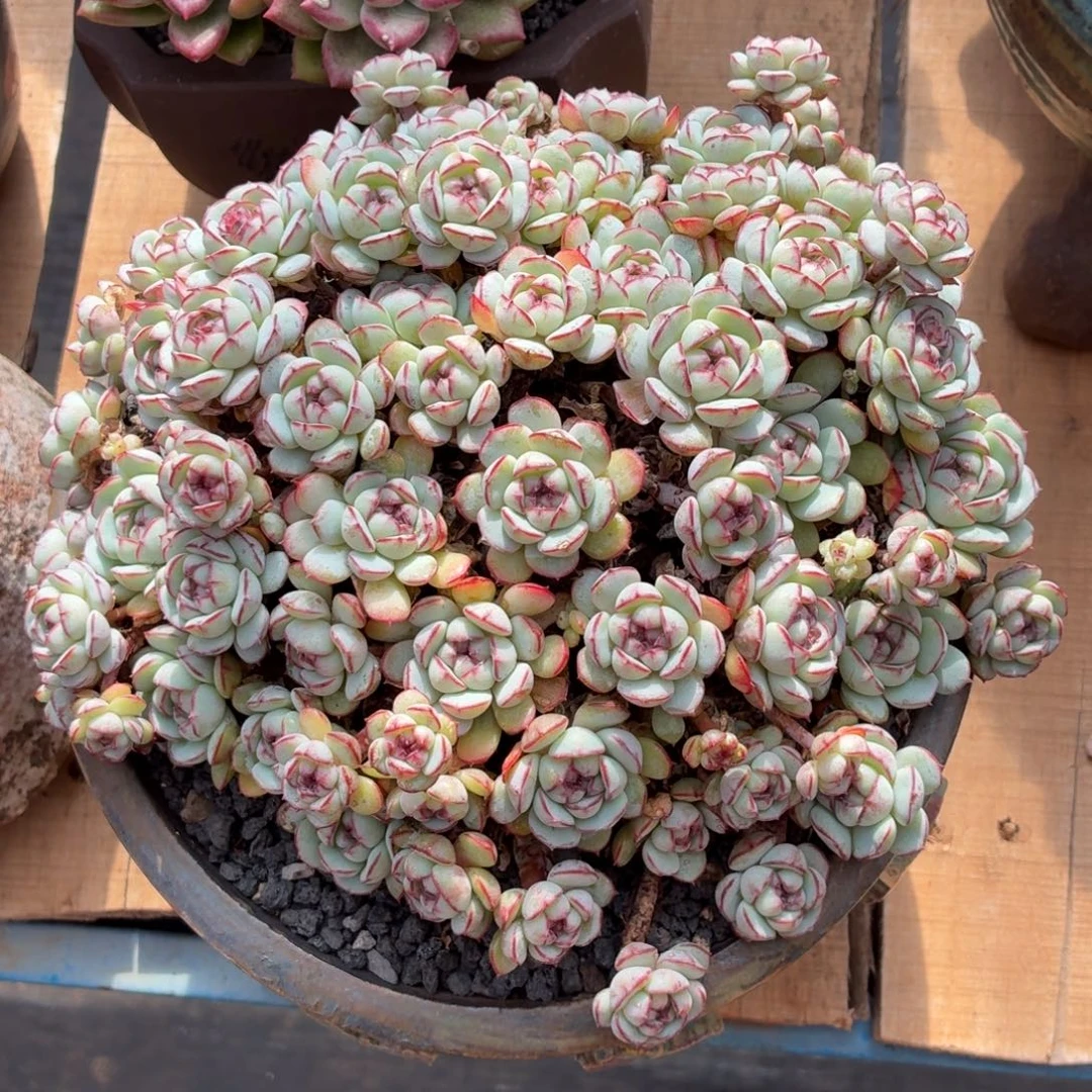 多肉植物 小红船-4