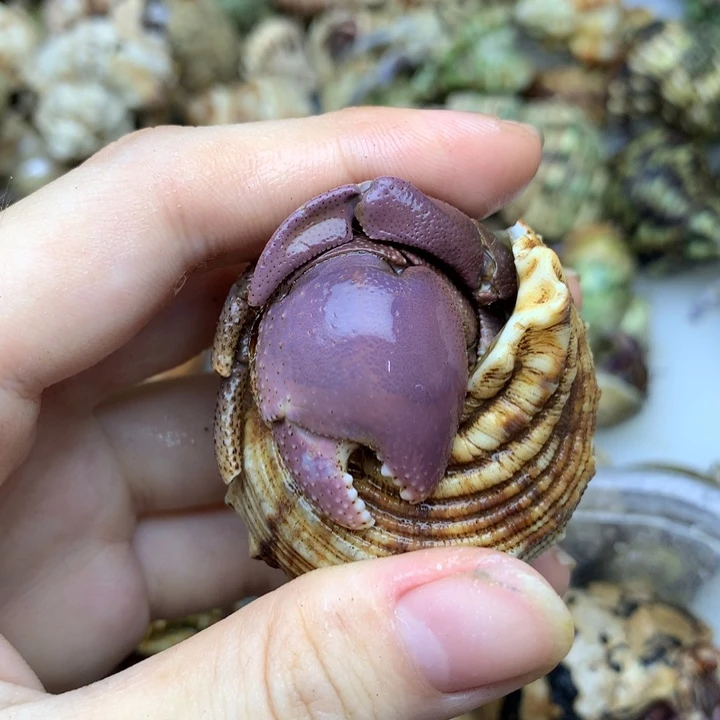 31a。     短腕福利