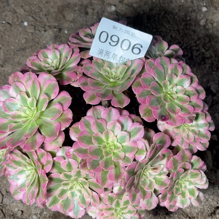 红铜的人多肉的人0906