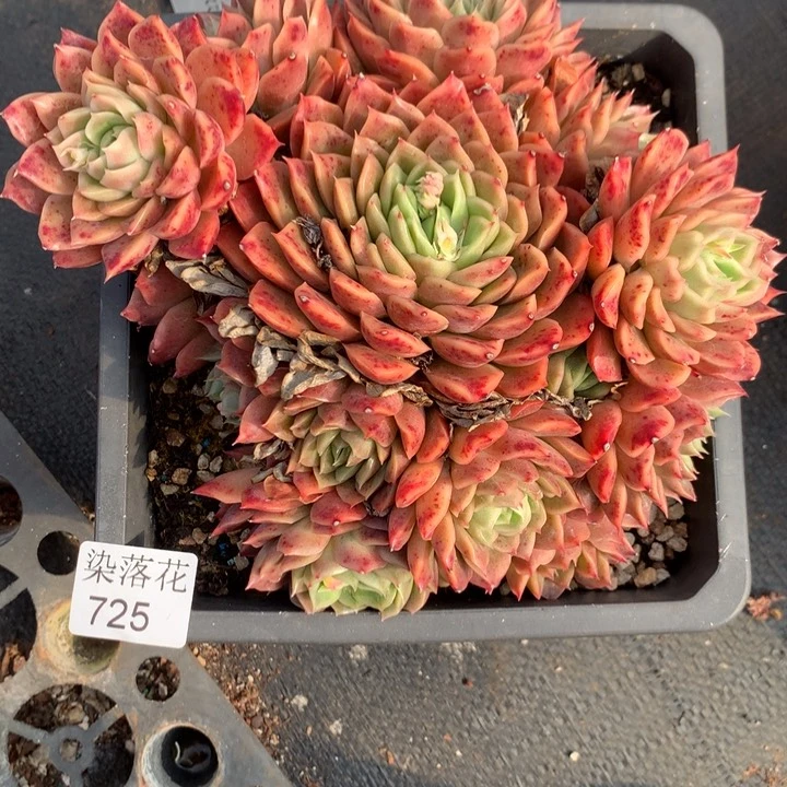 o**星精品多肉植物725