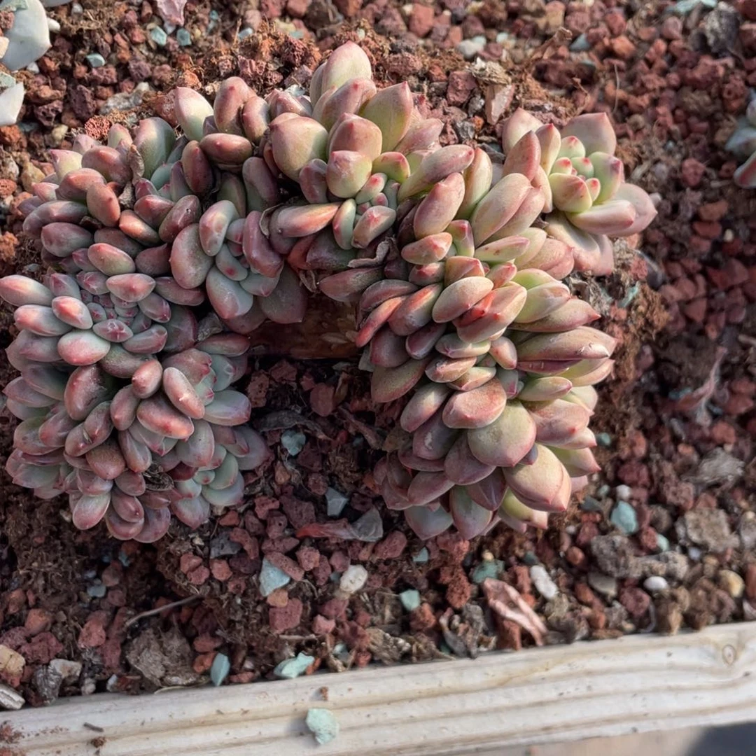 灬***灬爱丽儿缀化朵朵缀发货