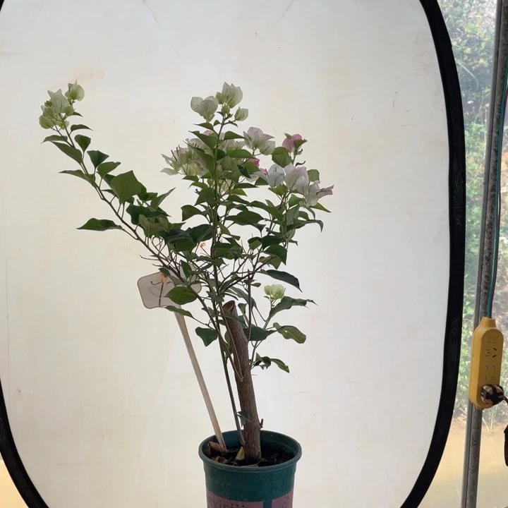 一物一拍绿叶樱花720