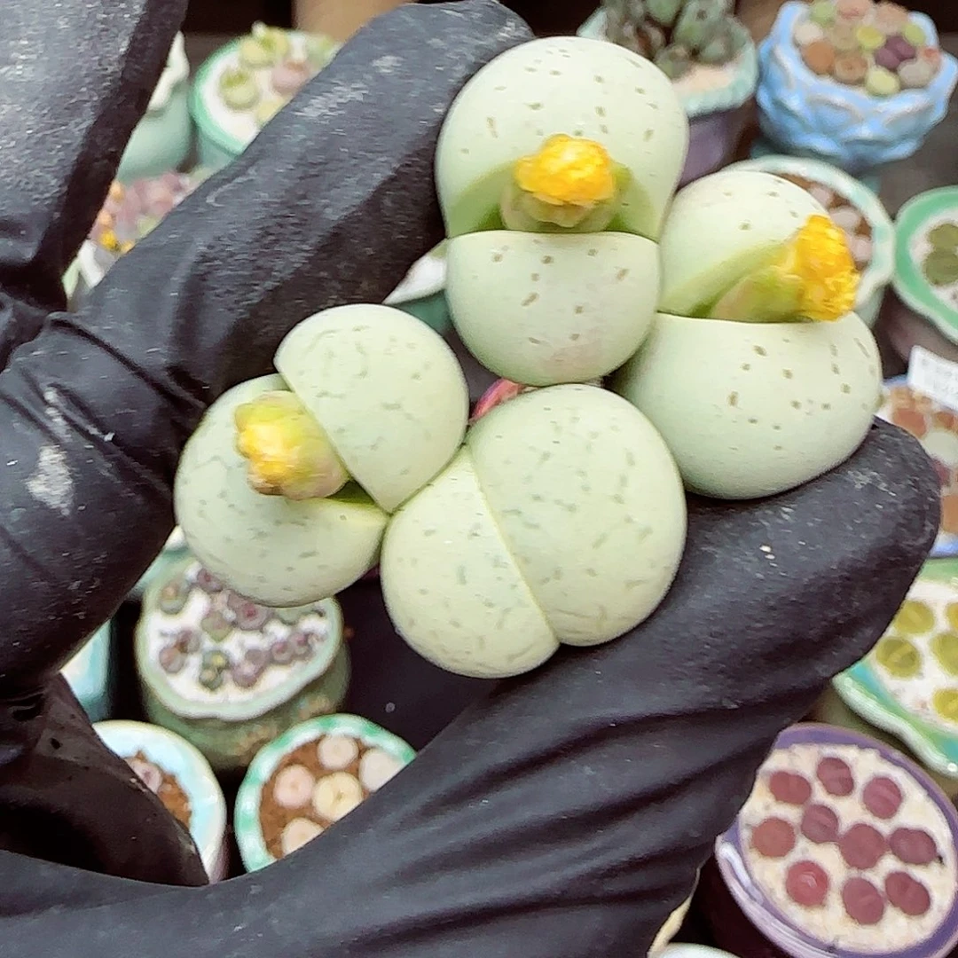 生石花满18包邮1122-68