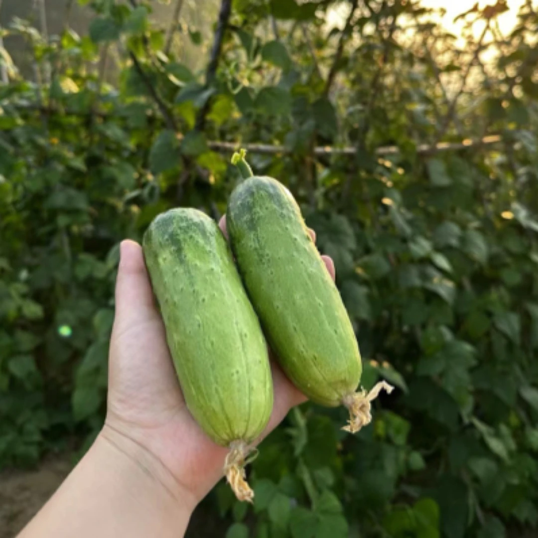 随州本地露天小黄瓜5斤 可以当水果吃