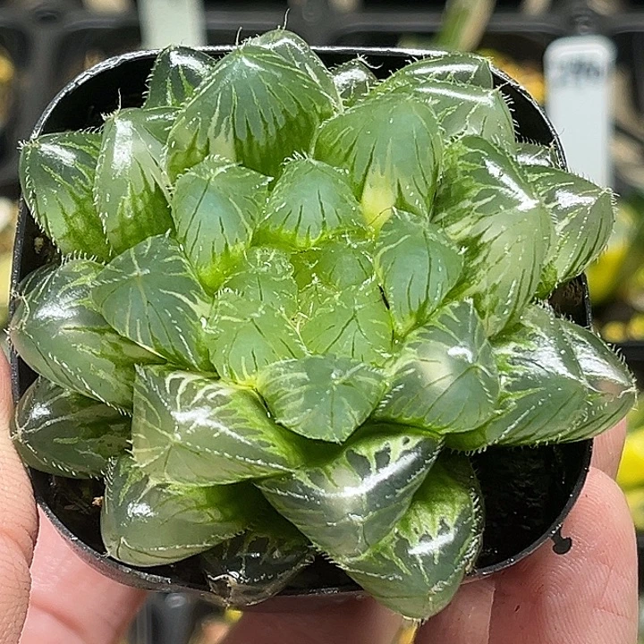 246大床冰魄玉露锦