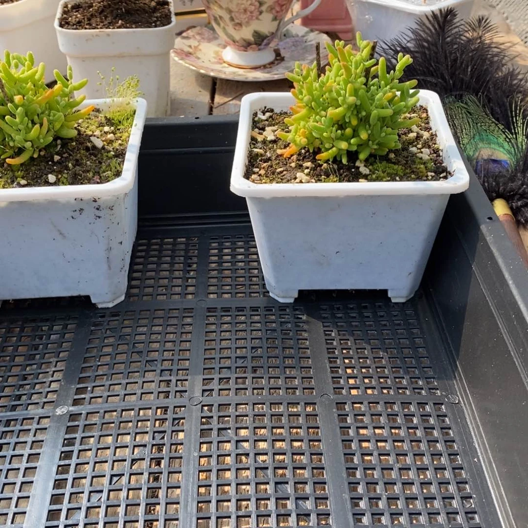 晓*?枝干番杏多肉植物寄养发货