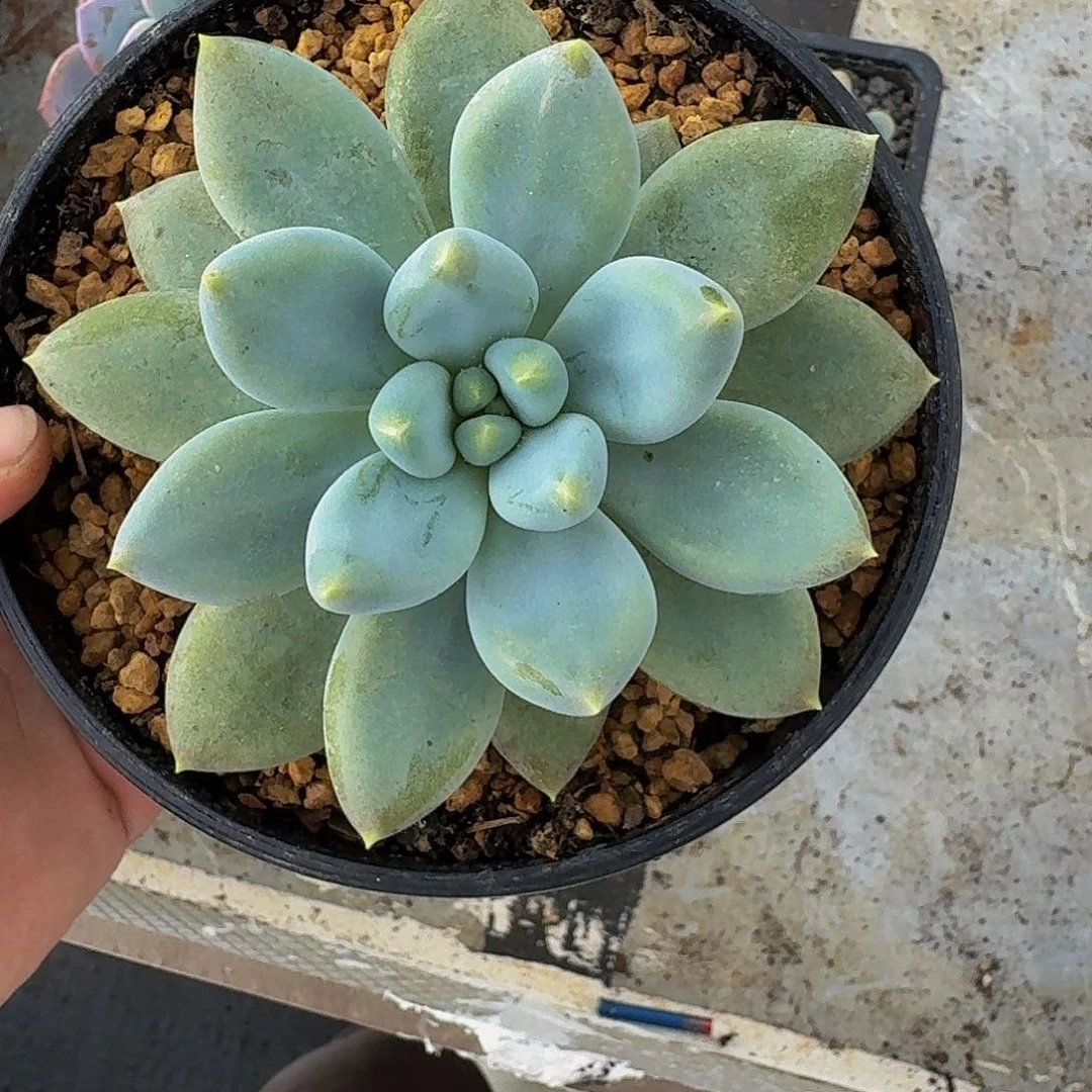 黄胖体 哥特 单头 一物一拍