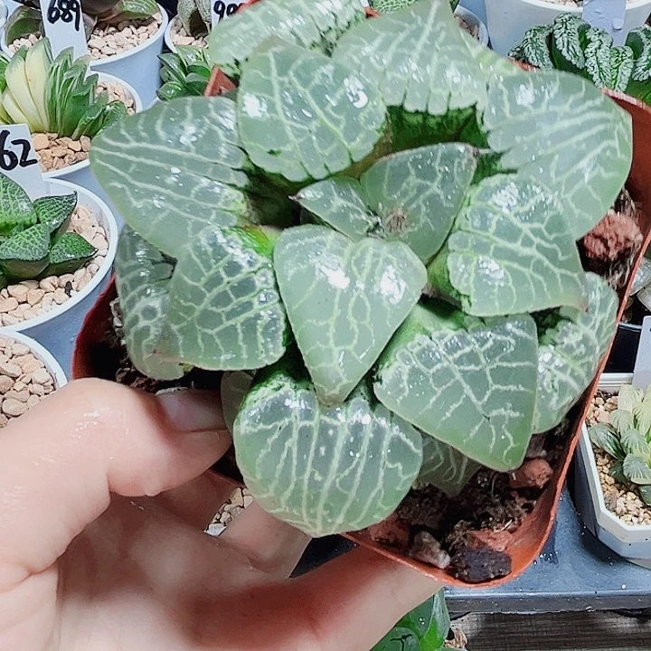 水晶康平101多肉植物6666