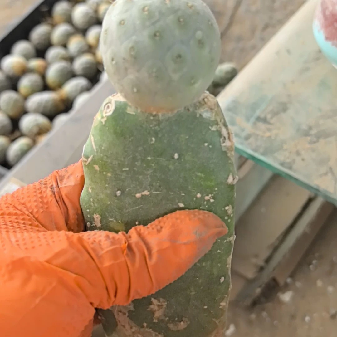 妮***@习志野仙人球侧芽