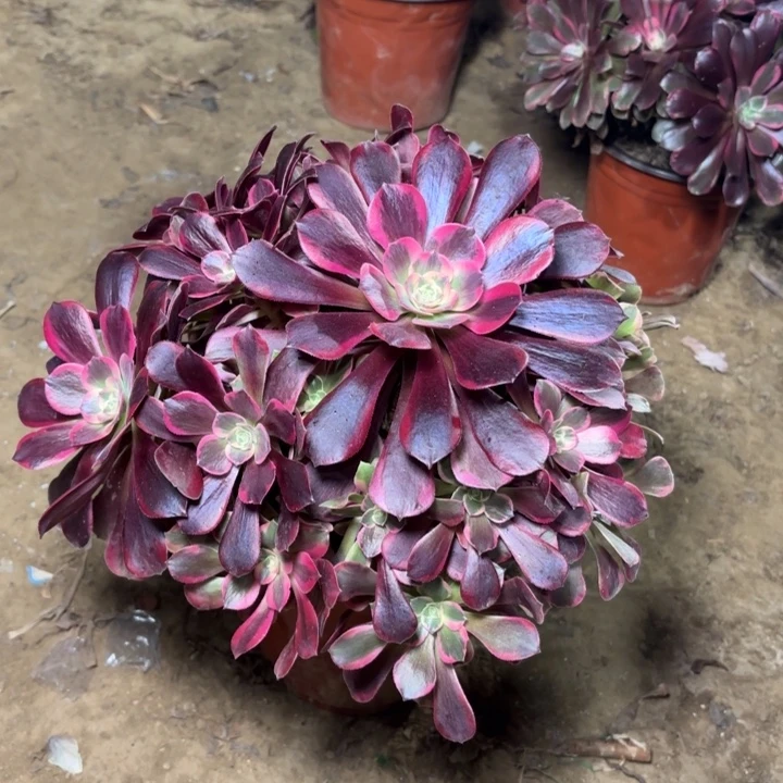 多肉植物法师金丝雀17