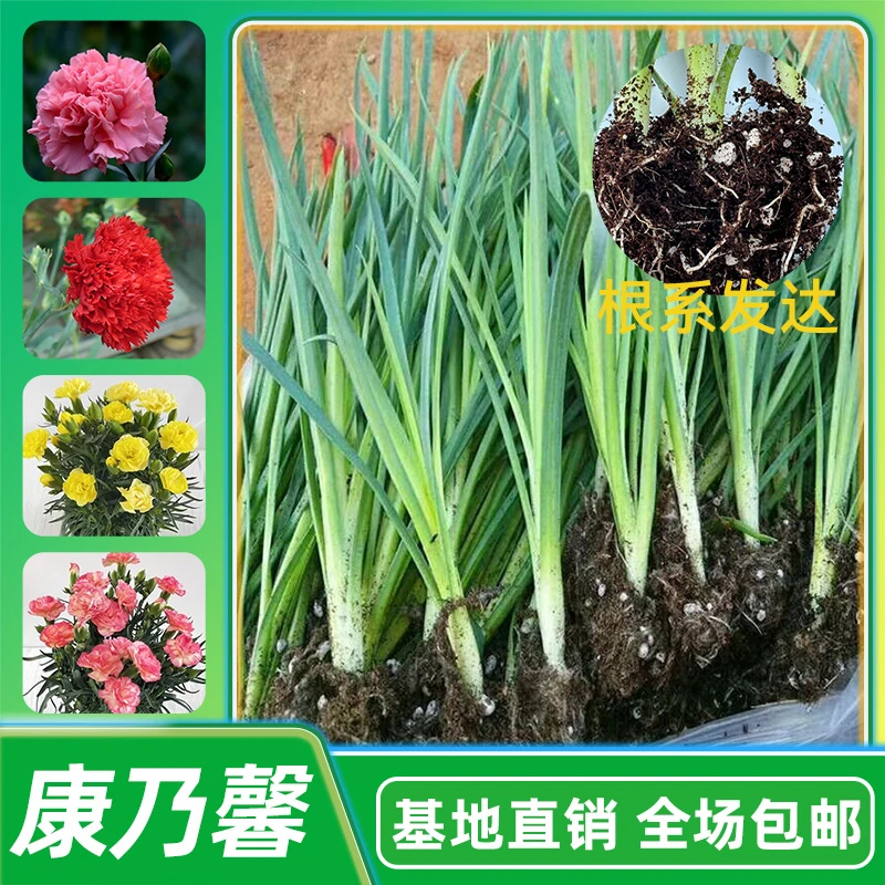 康乃馨花苗四季花开康乃馨易活盆栽小苗室内外庭院阳台花卉绿植