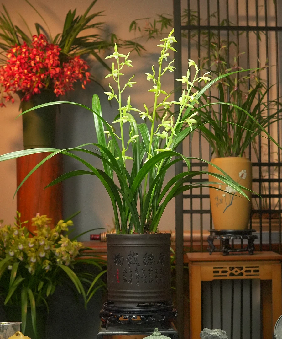 墨兰铭品【吴字翠】名贵兰花墨兰带花芽办公室阳台盆栽精品兰花