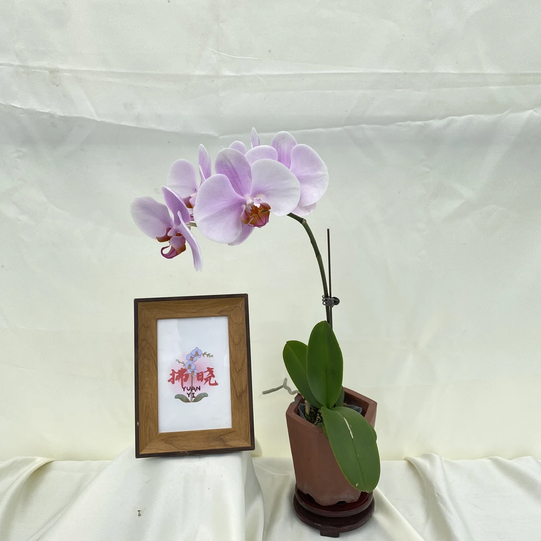 拂晓蝴蝶兰（蝴蝶兰秋风带花）开花珠发货