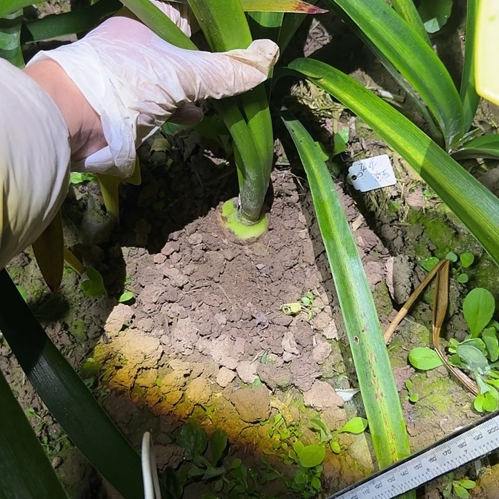 空灵少女4.6厘米 可寄养