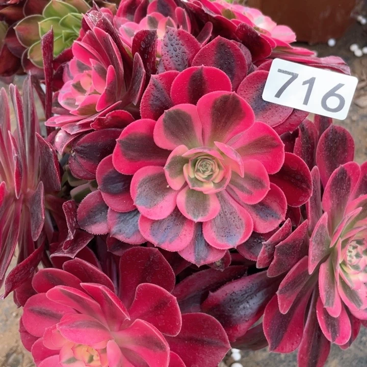 716多肉植物美杜莎