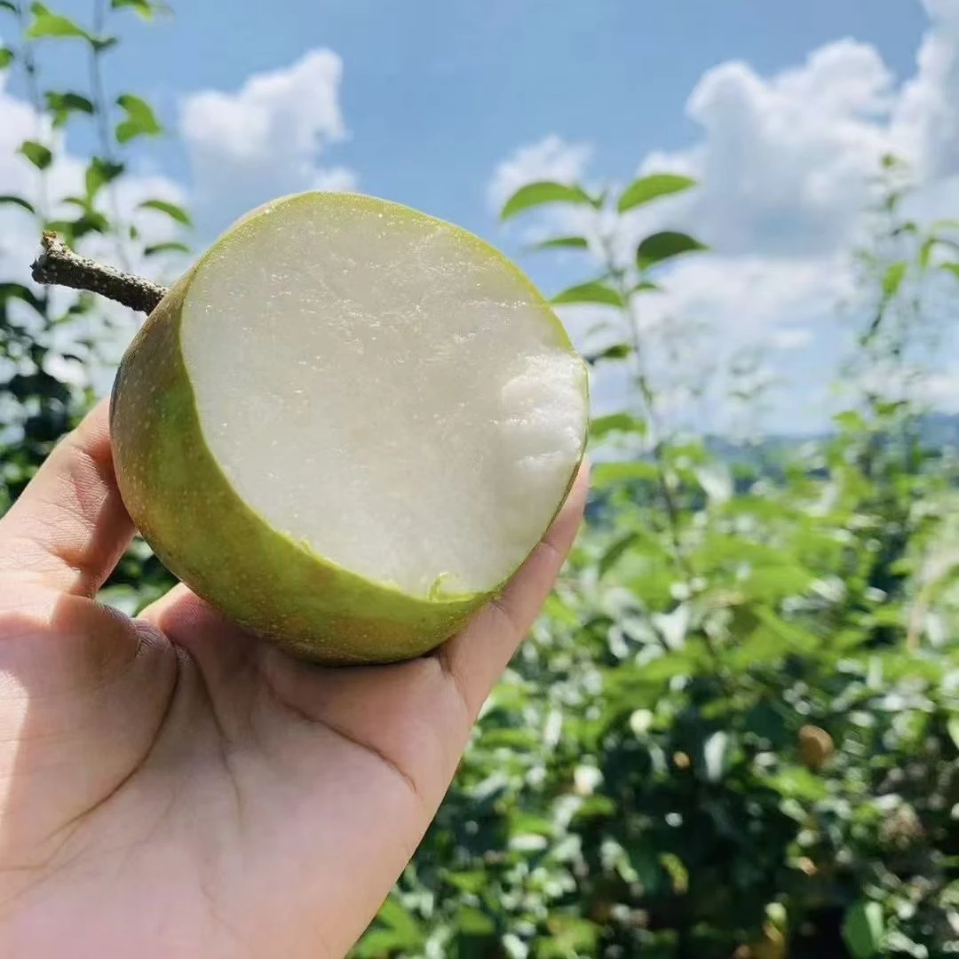 百里洲沙梨当季头茬现摘现发5斤