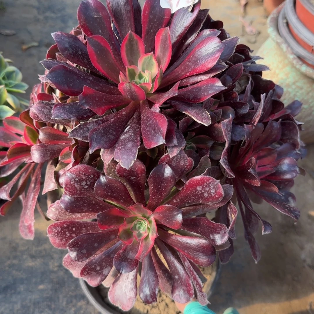 蒙娜丽莎379满20包邮断枝不包