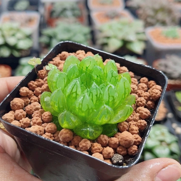 十二卷 樱变女神 开播福利