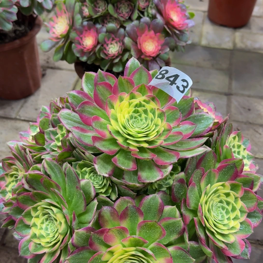 秀***！多肉植物843海鲜 法师