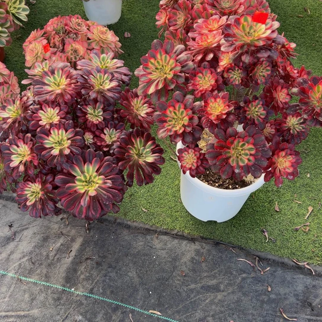 170炖肉植物发货香2颗